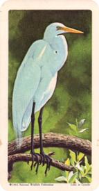 1964 Brooke Bond (Red Rose Tea) Tropical Birds #1 Common Egret Front