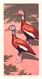 1964 Brooke Bond (Red Rose Tea) Tropical Birds #5 Black-bellied Tree-Duck Front