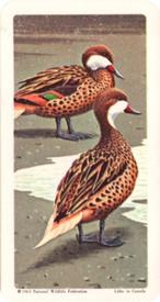 1964 Brooke Bond (Red Rose Tea) Tropical Birds #7 Bahama Duck Front