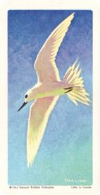 1964 Brooke Bond (Red Rose Tea) Tropical Birds #10 Fairy Tern Front