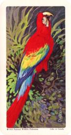 1964 Brooke Bond (Red Rose Tea) Tropical Birds #11 Scarlet Macaw Front