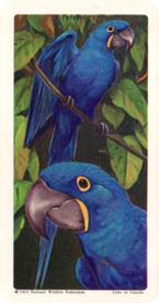 1964 Brooke Bond (Red Rose Tea) Tropical Birds #12 Hyacinthine Macaw Front