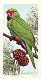 1964 Brooke Bond (Red Rose Tea) Tropical Birds #14 Thick-billed Parrot Front