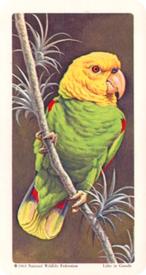 1964 Brooke Bond (Red Rose Tea) Tropical Birds #15 Yellow-headed Parrot Front