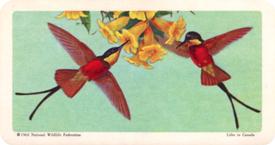 1964 Brooke Bond (Red Rose Tea) Tropical Birds #17 Crimson Topaz Front