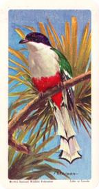 1964 Brooke Bond (Red Rose Tea) Tropical Birds #19 Cuban Trogon Front