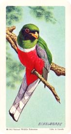 1964 Brooke Bond (Red Rose Tea) Tropical Birds #20 Coppery-Tailed Trogon Front