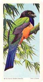 1964 Brooke Bond (Red Rose Tea) Tropical Birds #21 Gartered Trogon Front