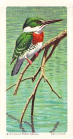1964 Brooke Bond (Red Rose Tea) Tropical Birds #22 Green Kingfisher Front