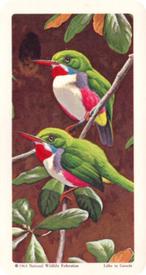 1964 Brooke Bond (Red Rose Tea) Tropical Birds #23 Cuban Tody Front