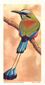 1964 Brooke Bond (Red Rose Tea) Tropical Birds #24 Turquoise-browed Motmot Front