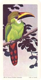 1964 Brooke Bond (Red Rose Tea) Tropical Birds #26 Emerald Toucanet Front