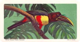 1964 Brooke Bond (Red Rose Tea) Tropical Birds #27 Chestnut-eared Aracari Front