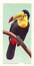 1964 Brooke Bond (Red Rose Tea) Tropical Birds #28 Keel-billed Toucan Front