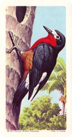 1964 Brooke Bond (Red Rose Tea) Tropical Birds #29 Puerto Rican Woodpecker Front