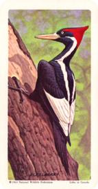 1964 Brooke Bond (Red Rose Tea) Tropical Birds #30 Ivory-billed Woodpecker Front