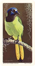 1964 Brooke Bond (Red Rose Tea) Tropical Birds #37 Green Jay Front