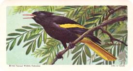 1964 Brooke Bond (Red Rose Tea) Tropical Birds #42 Yellow-winged Cacique Front