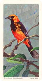 1964 Brooke Bond (Red Rose Tea) Tropical Birds #43 Spot-breasted Oriole Front