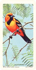 1964 Brooke Bond (Red Rose Tea) Tropical Birds #44 Lichtenstein's Oriole Front