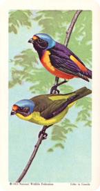 1964 Brooke Bond (Red Rose Tea) Tropical Birds #45 Blue-hooded Euphonia Front