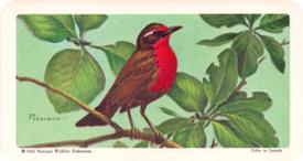 1964 Brooke Bond (Red Rose Tea) Tropical Birds #46 Rose-breasted Thrush-Tanager Front