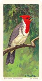 1964 Brooke Bond (Red Rose Tea) Tropical Birds #47 Red-crested Cardinal Front