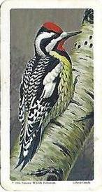 1966 Brooke Bond (Red Rose Tea) Canadian / American Songbirds (Canadian Black Backs) #5 Yellow-bellied Sapsucker Front