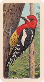 1966 Brooke Bond (Red Rose Tea) Canadian / American Songbirds (Canadian Black Backs) #6 Red-breasted Sapsucker Front