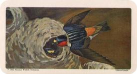 1966 Brooke Bond (Red Rose Tea) Canadian / American Songbirds (Canadian Black Backs) #14 Cliff Swallow Front