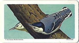1966 Brooke Bond (Red Rose Tea) Canadian / American Songbirds (Canadian Black Backs) #19 White-breasted Nuthatch Front