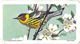 1966 Brooke Bond (Red Rose Tea) Canadian / American Songbirds (Canadian Black Backs) #28 Cape May Warbler Front