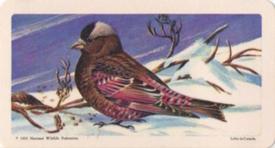 1966 Brooke Bond (Red Rose Tea) Canadian / American Songbirds (Canadian Black Backs) #40 Gray-crowned Rosy Finch Front