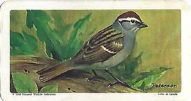 1966 Brooke Bond (Red Rose Tea) Canadian / American Songbirds (Canadian Black Backs) #45 Chipping Sparrow Front