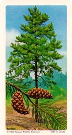 1968 Brooke Bond (Red Rose Tea) Trees of North America #3 Jack Pine Front