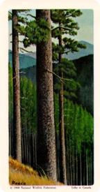 1968 Brooke Bond (Red Rose Tea) Trees of North America #4 Lodgepole Pine Front
