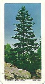 1968 Brooke Bond (Red Rose Tea) Trees of North America #6 Red Spruce Front