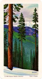 1968 Brooke Bond (Red Rose Tea) Trees of North America #8 Engelmann Spruce Front