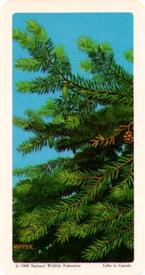 1968 Brooke Bond (Red Rose Tea) Trees of North America #9 Eastern Hemlock Front