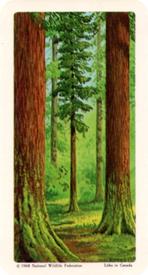 1968 Brooke Bond (Red Rose Tea) Trees of North America #14 Western Red Cedar Front