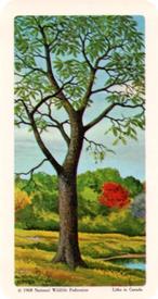1968 Brooke Bond (Red Rose Tea) Trees of North America #19 Black Walnut Front