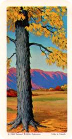 1968 Brooke Bond (Red Rose Tea) Trees of North America #22 Shagbark Hickory Front