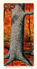 1968 Brooke Bond (Red Rose Tea) Trees of North America #28 White Oak Front