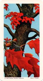 1968 Brooke Bond (Red Rose Tea) Trees of North America #29 Red Oak Front