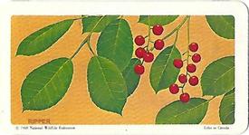 1968 Brooke Bond (Red Rose Tea) Trees of North America #36 Choke Cherry Front