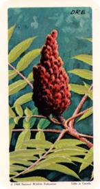 1968 Brooke Bond (Red Rose Tea) Trees of North America #38 Staghorn Sumac Front