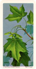 1968 Brooke Bond (Red Rose Tea) Trees of North America #40 Sugar Maple Front