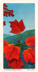 1968 Brooke Bond (Red Rose Tea) Trees of North America #41 Red Maple Front