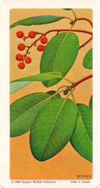 1968 Brooke Bond (Red Rose Tea) Trees of North America #45 Arbutus Front