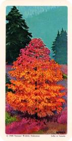 1968 Brooke Bond (Red Rose Tea) Trees of North America #47 Western Flowering Dogwood Front